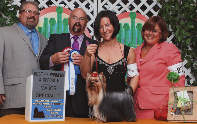 Best Opposite Sex & Best Of Winners Delaware Valley Yorkshire Terrier Specialty - CH Artistry's Hot Diggity